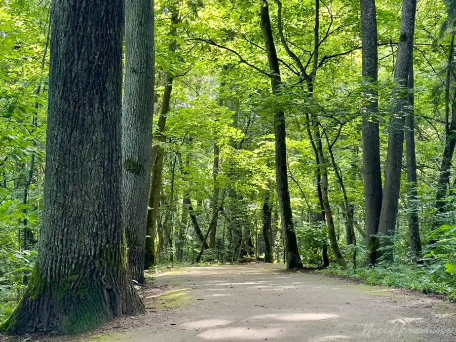 Kamšos draustinio miško takas tarp brandžių medžių