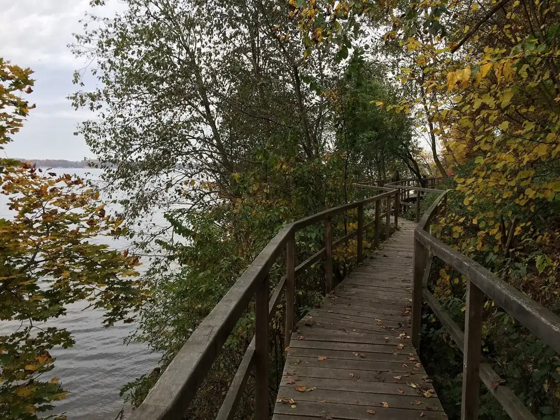 Medinė tako atkarpa prie Kauno marių, Žiegždrių geologiniame take.